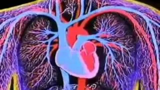 Human Blood Circulatory System in Bangla