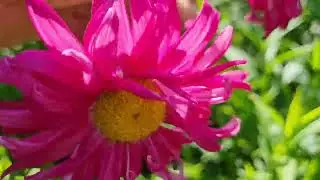 Цветочная мания и заштопанный шлем