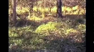 The Blair Witch Project: 