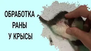 Как правильно ОБРАБОТАТЬ гнойную РАНУ У КРЫСЫ🐁 | Гнойный АБСЦЕСС