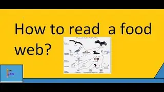 How to read a food web?