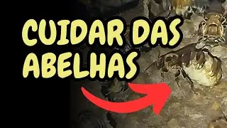 Faça assim pra CUIDAR das ABELHAS
