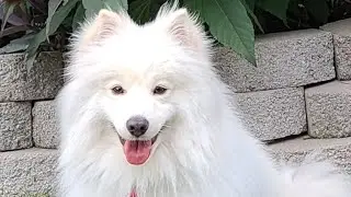 What Is a Dog