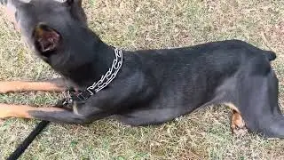 Keep an eye on your dog in the heat
