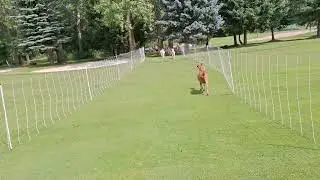 Moving Goats Across a Golf Course | Controlled Grazing in Action