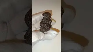 Эта окаменелость - 