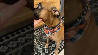Amazon Find: Grooming Bandanas for Dogs