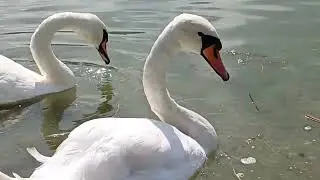красивые лебеди на озере