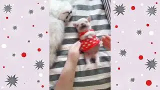 Танцевальный щенок зажигает!