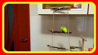 Присадка для попугая. Стенд присадка своими руками. Чем занять попугая. Игрушки