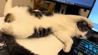 Кот смешно спит на ноутбуке