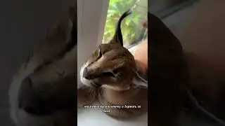 Does a caracal need a cage? 