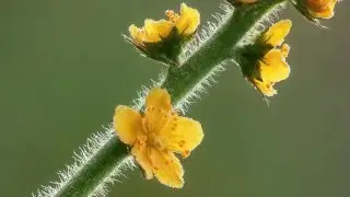 La flor de Bach Agrimonia - Agrimony
