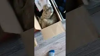 Коты вы чего?