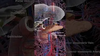 Anatomy of the Pancreas  