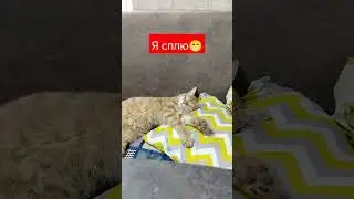 #сон