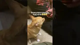 Чихуахуа #приколы #собака #чихуахуа #dog #приколысживотными #shortsvideo #sunny