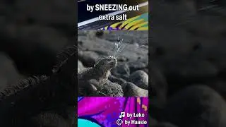 Darwin's "Ugliest" Lizard, marine iguana fast facts and art #shorts #animalfacts #lizard #galapagos