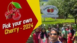 Pick your own Cherry - 2024 at Kingsbury's Orchard