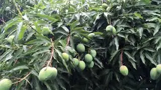 Mango Tree - Free Stock Creative Commons Video