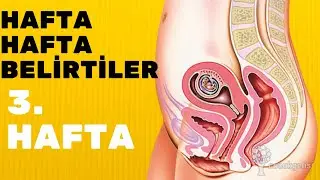 Hamilelikte 3.Hafta | Hamilelikte 3.Haftada Neler Olur, Belirtileri Nelerdir? | Hamile TV Hamile TV