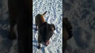 малинуа.скажи ауф😄