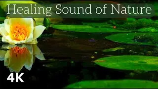 Healing Sound of Nature - Lotus Flowers in Lake District | Remove all stress and anxiety