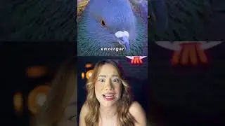 como os animais veem o mundo?