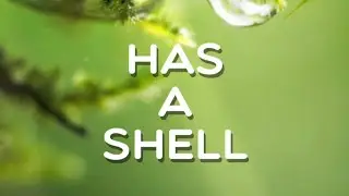 Has a shell, Level 65, Word Crush Answers.