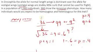 Hardy Weinberg Practice (vestigial wings)
