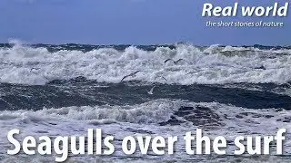 Seagulls over the surf. The beginning of a storm on the Baltic Sea.