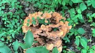 Identifying Chicken of the Woods, edible Mushroom #wildedibles