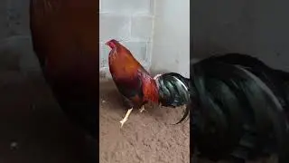Albany - asil  #poderdelpollo#poderdelgallo#gallo#kelso #albania #animales #rooster