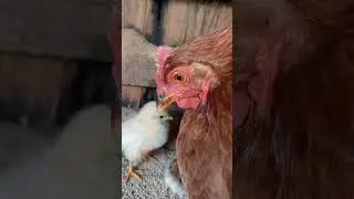 клуша с цыплятками #деревня #курица #животные #animals #белгород #белгородскаяобласть #farming