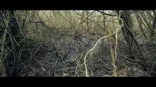 В итальянских болотах