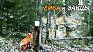 На солонце. Зайцы. Лиса.
