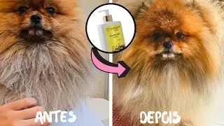 Choquei com o RESULTADO do THERAPET TREVILLE no PELO do meu spitz alemão!!!