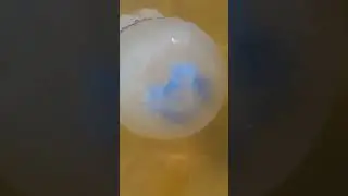 Я таких и не видела.,😉боялись маленьких с манжетку.А есть такие