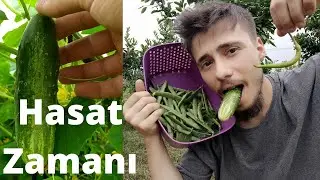 HOBİ BAHÇEMDE İLK HASAT🥒 (Dikkat! Canınız Çekebilir)