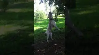американский бульдог перетягивание веревки