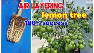 Best method of Propagate Lemon Tree by air layering with TOMATO, grow lemon tree in pots.