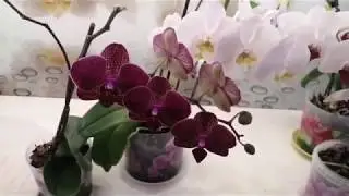 Орхидеи после янтарной кислоты