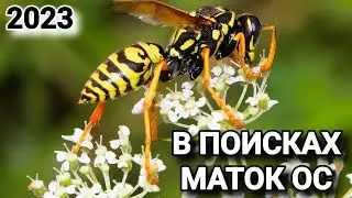 In search of wasp queens 2023.