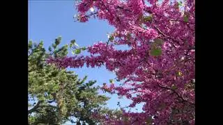 "Der Judasbaum in Kroatien"- Wolfgang Schmökel