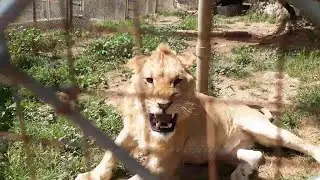 Зоопарк в Анталии. Такого мы еще не видели!!!
