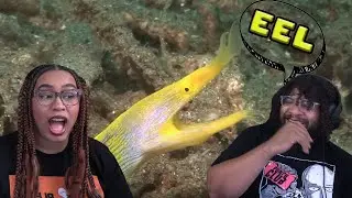 True Facts: It's Eel-y Nice To Meet You! | ZeFrank Reaction