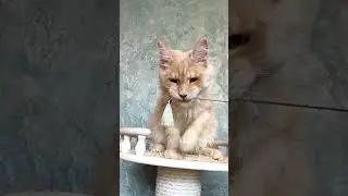 Красный серебряный котенок