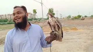 Female Laggar Falcon - 2024-25 Season