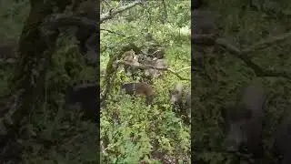 поход по грибы😁