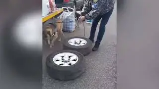 Tigari depistate cu ajutorul cainelui de urma